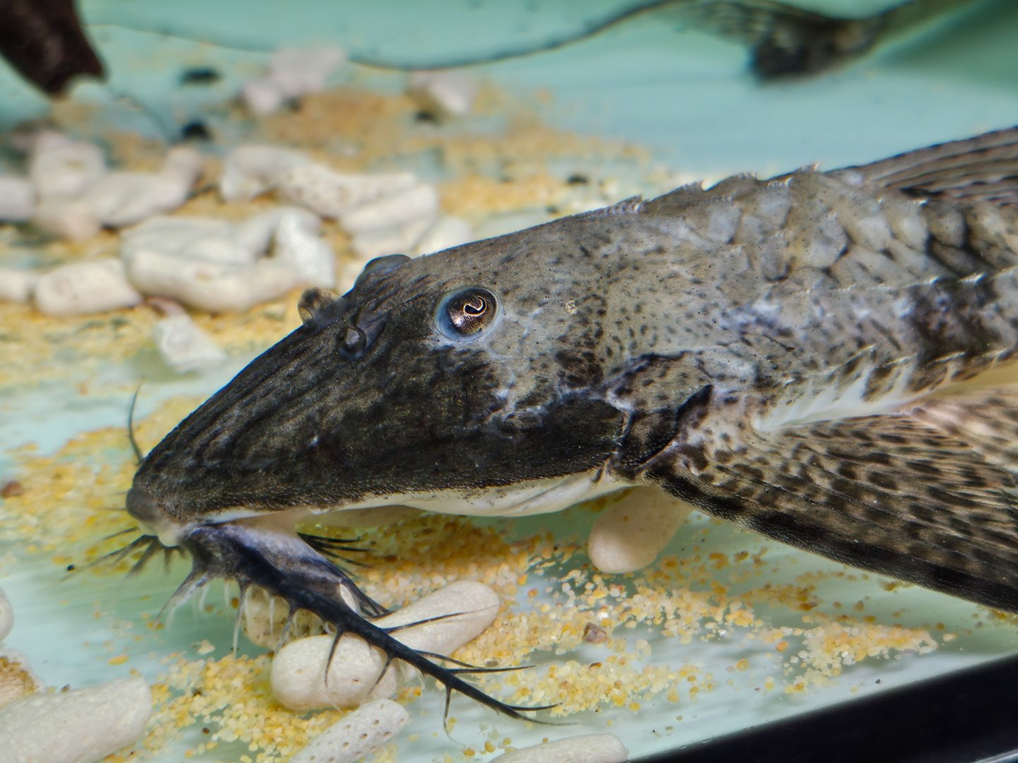 Commerson's Giant Whiptail (Paraloricaria commersonoides)
