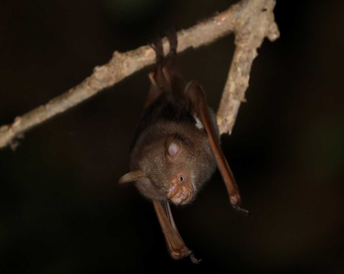 Commerson's roundleaf bat (Macronycteris commersoni)