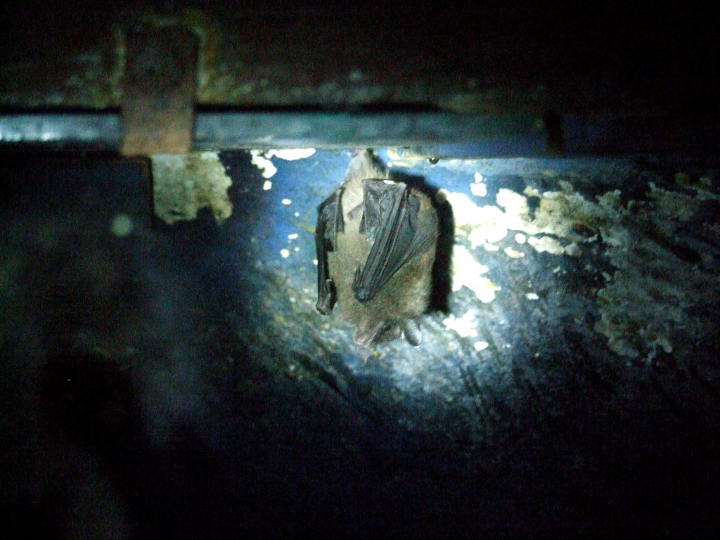 Commissaris' Long-tongued Bat at the Bat Jungle, 21/04/14