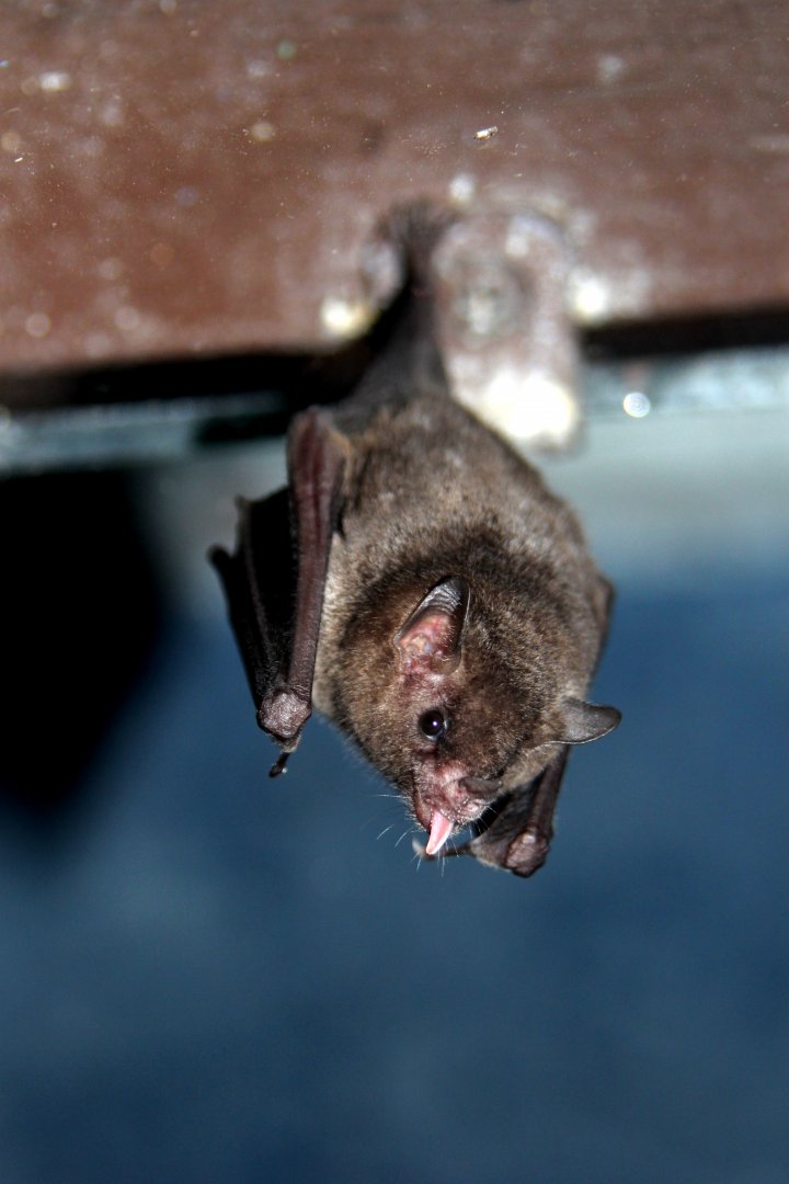 Commissaris's long-tongued bat (Glossophaga commissarisi)