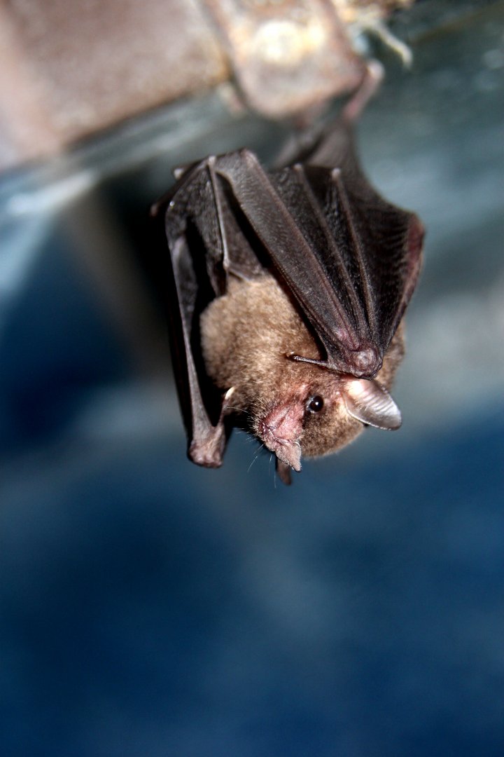 Commissaris's long-tongued bat (Glossophaga commissarisi)