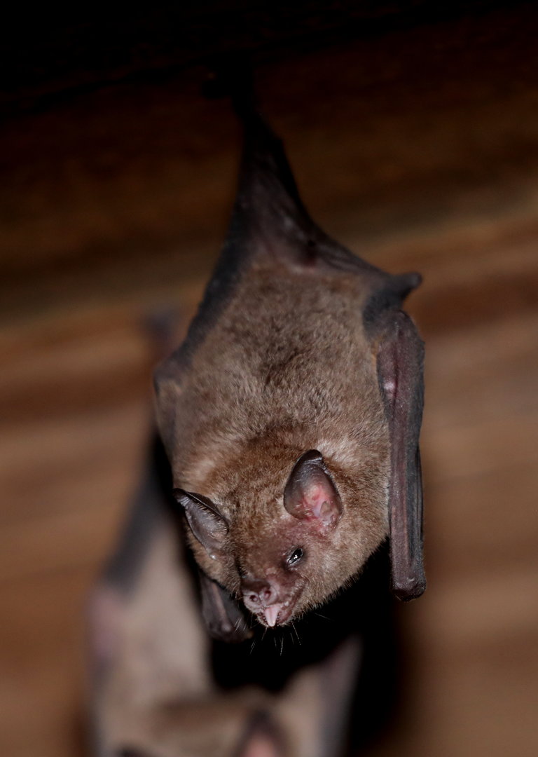 Commissaris's long-tongued bat (Glossophaga commissarisi)