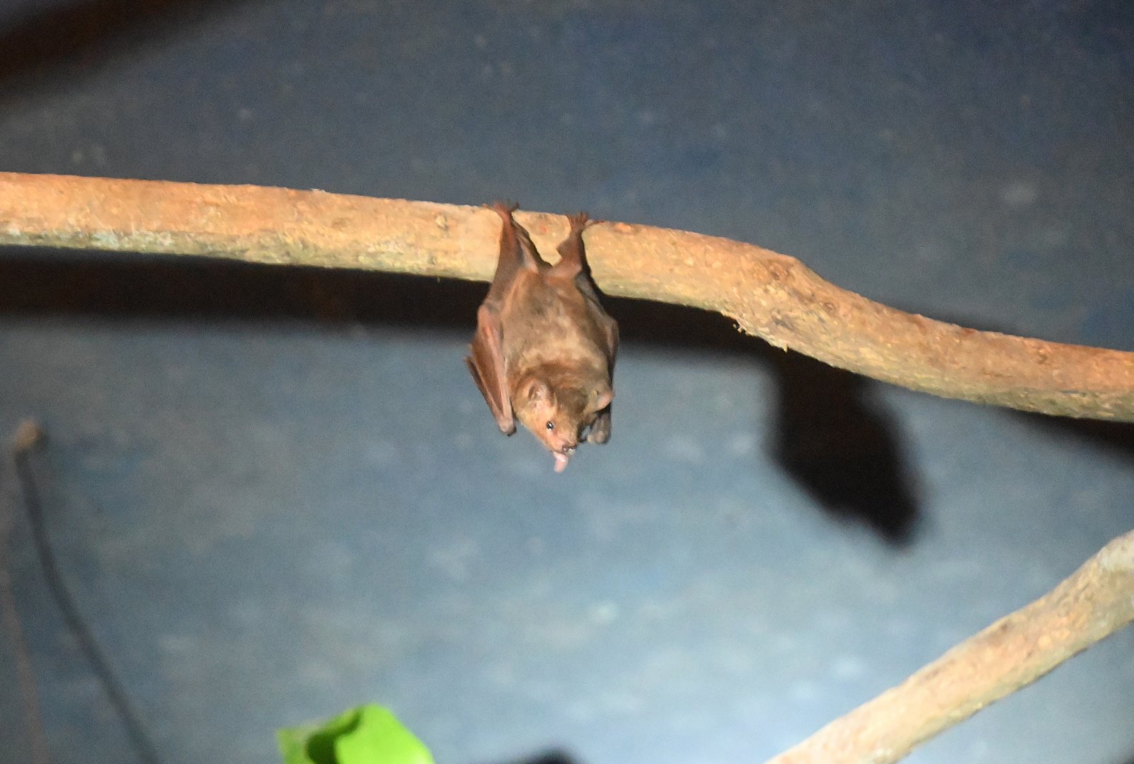 Commissaris's Long-tongued bat (Glossophaga commissarisi)