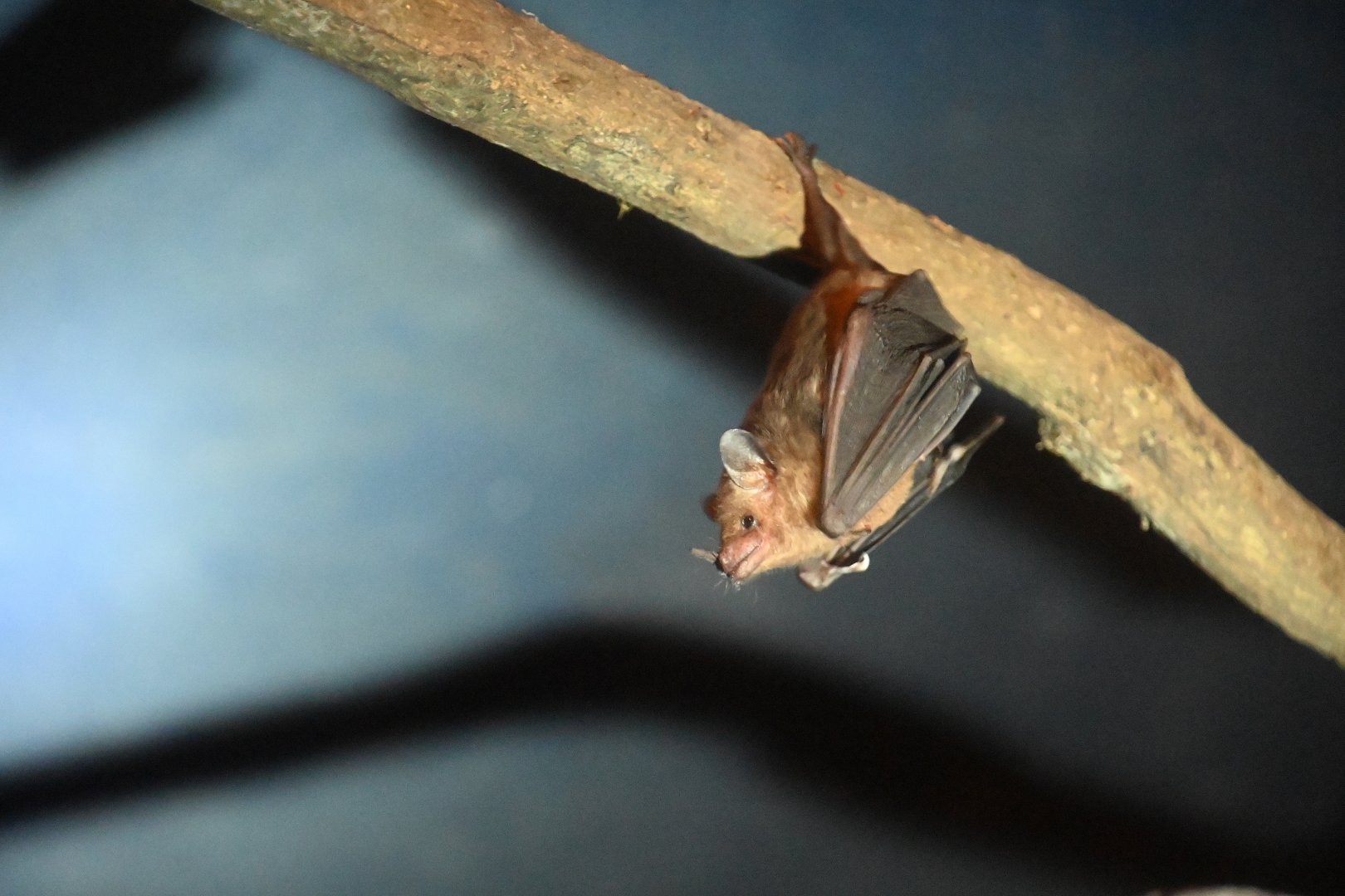 Commissaris's Long-tongued bat (Glossophaga commissarisi)