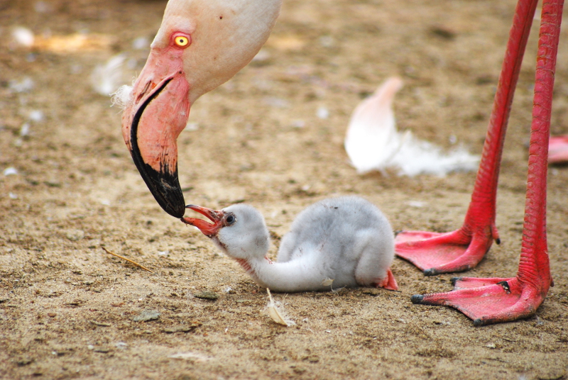 Commom flamingo with chick