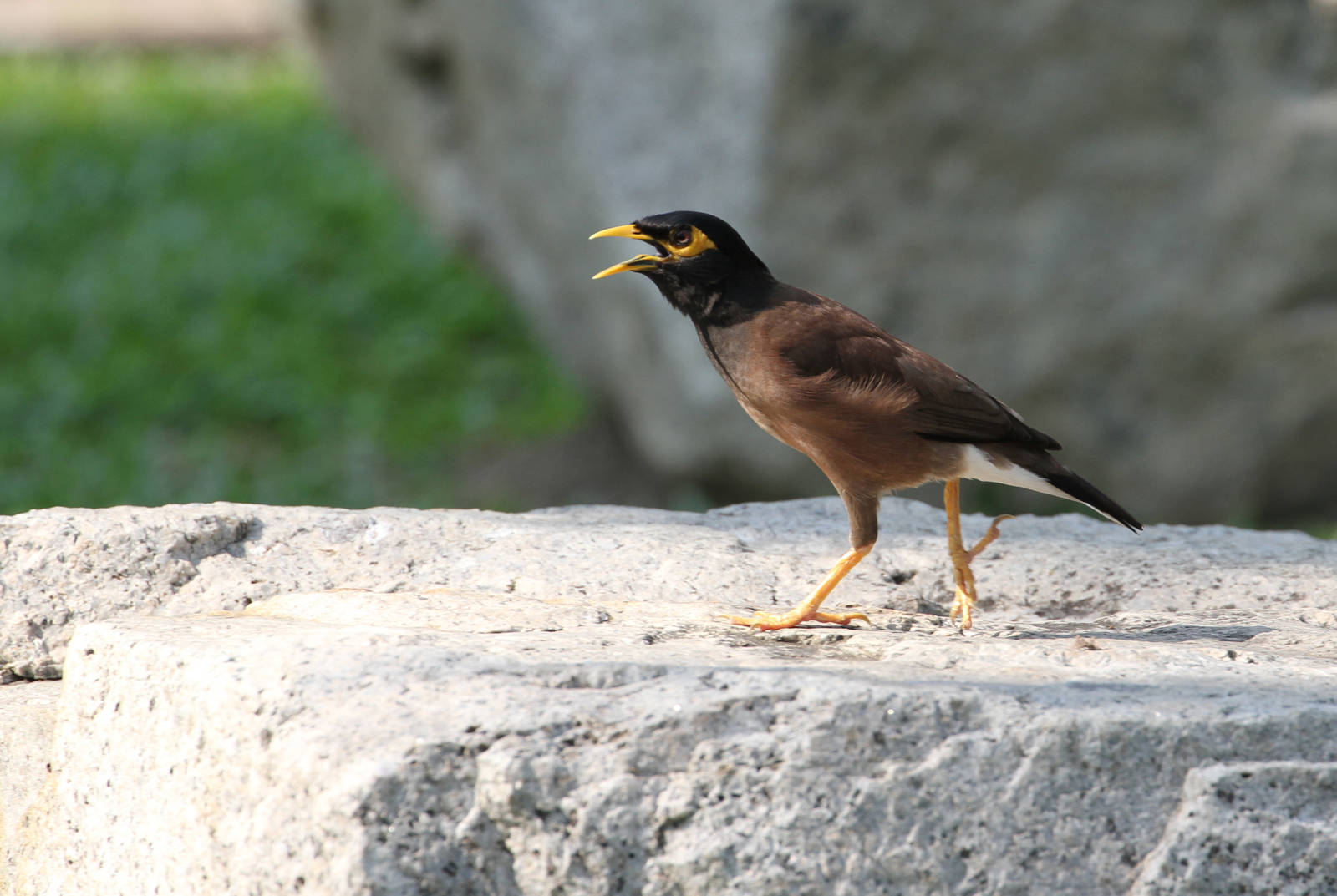 Commom Mynah