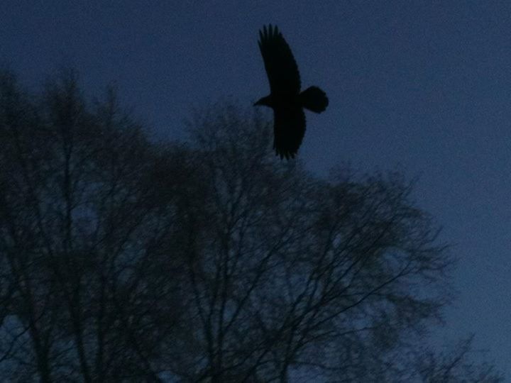 Commom Raven - Alaska