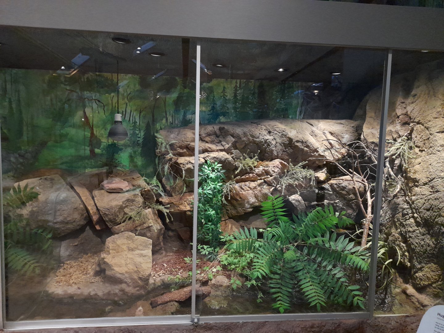 Common adder terrarium