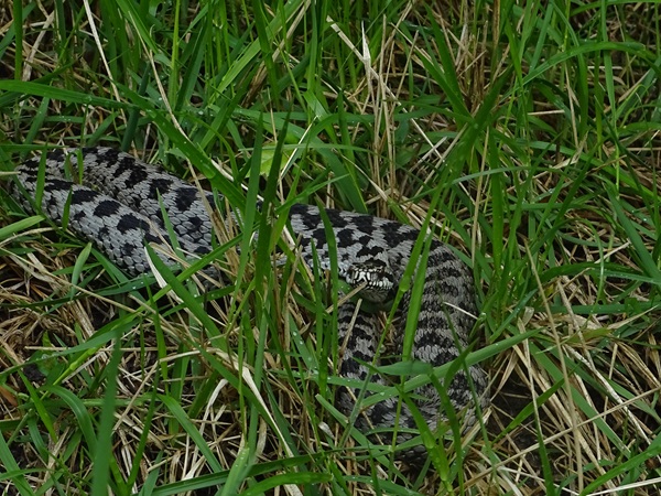 Common adder (Vipera berus)