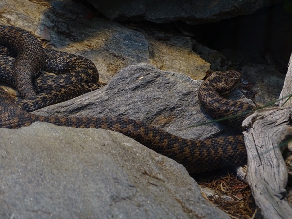 Common adder (Vipera berus)