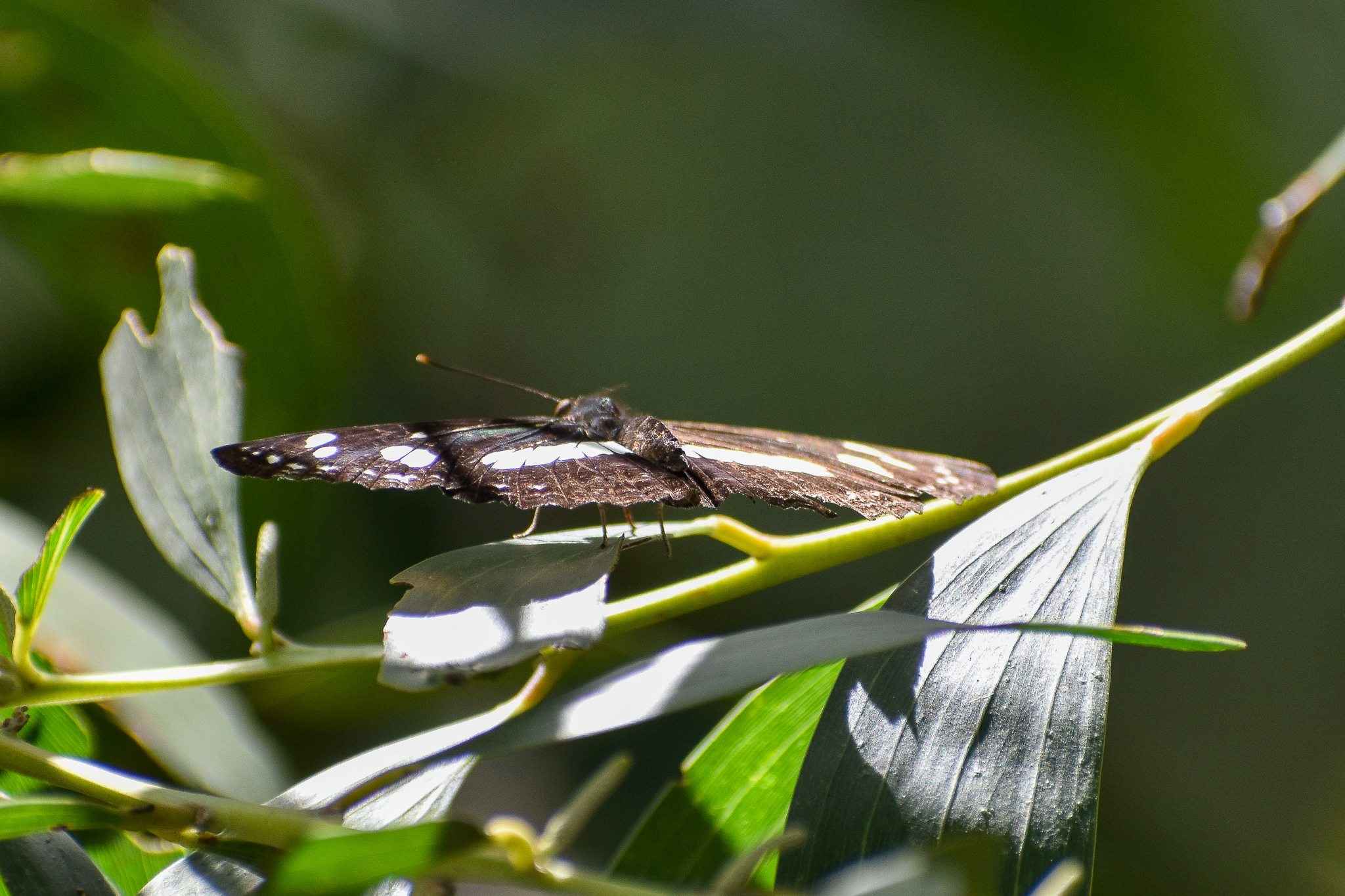 Common Aeroplane (Phaedyma shepherdi)