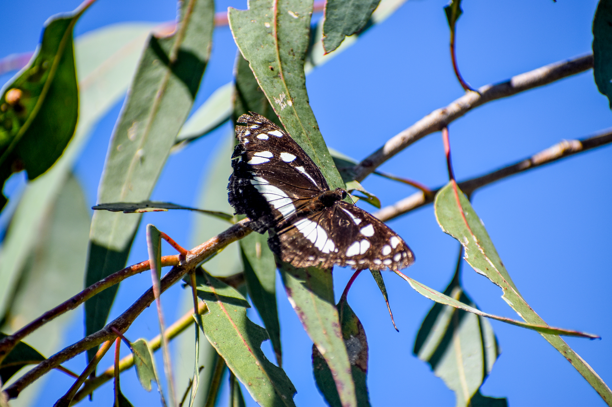 Common Aeroplane (Phaedyma shepherdi)