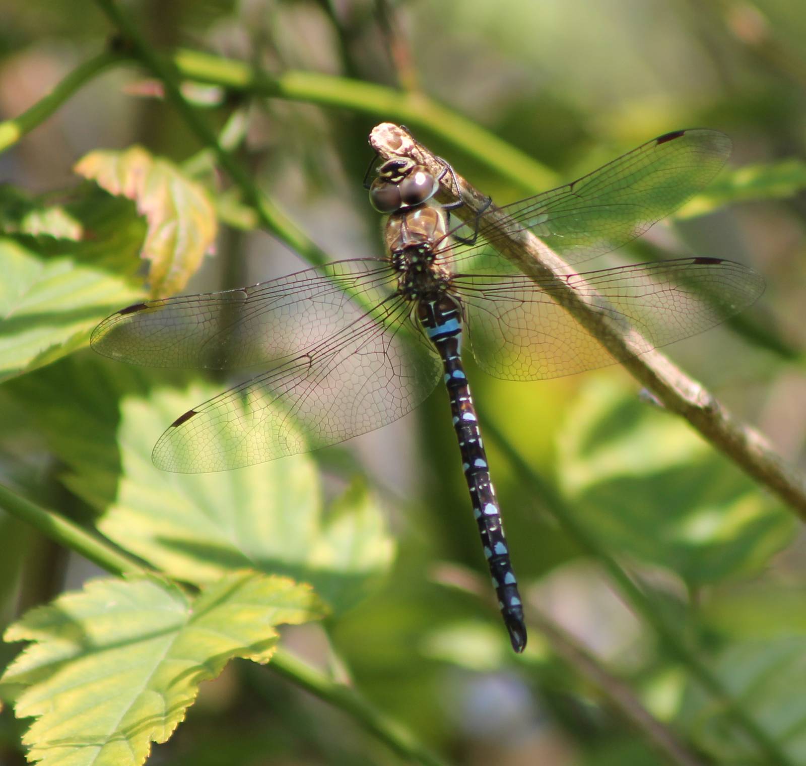 Common Aeshna male