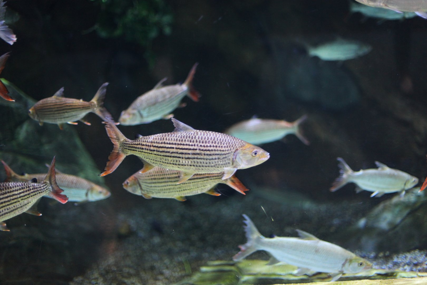 Common African (Hydrocynus vittatus, stripes) and Goliath (H. goliath, silver) tigerfish