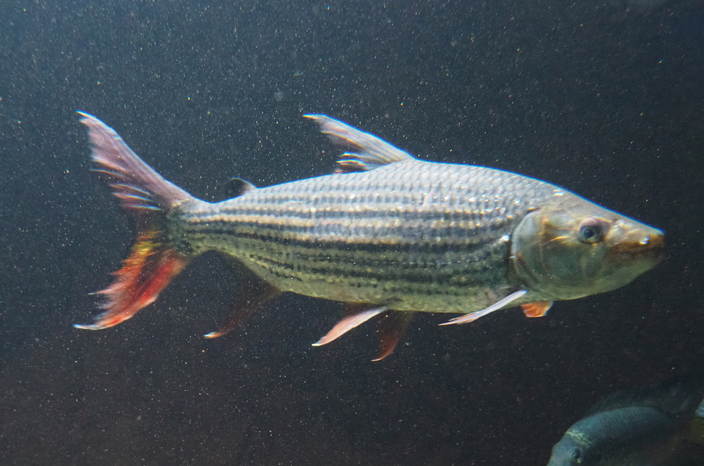 Common African tigerfish (Hydrocynus vittatus), 2019-12-30