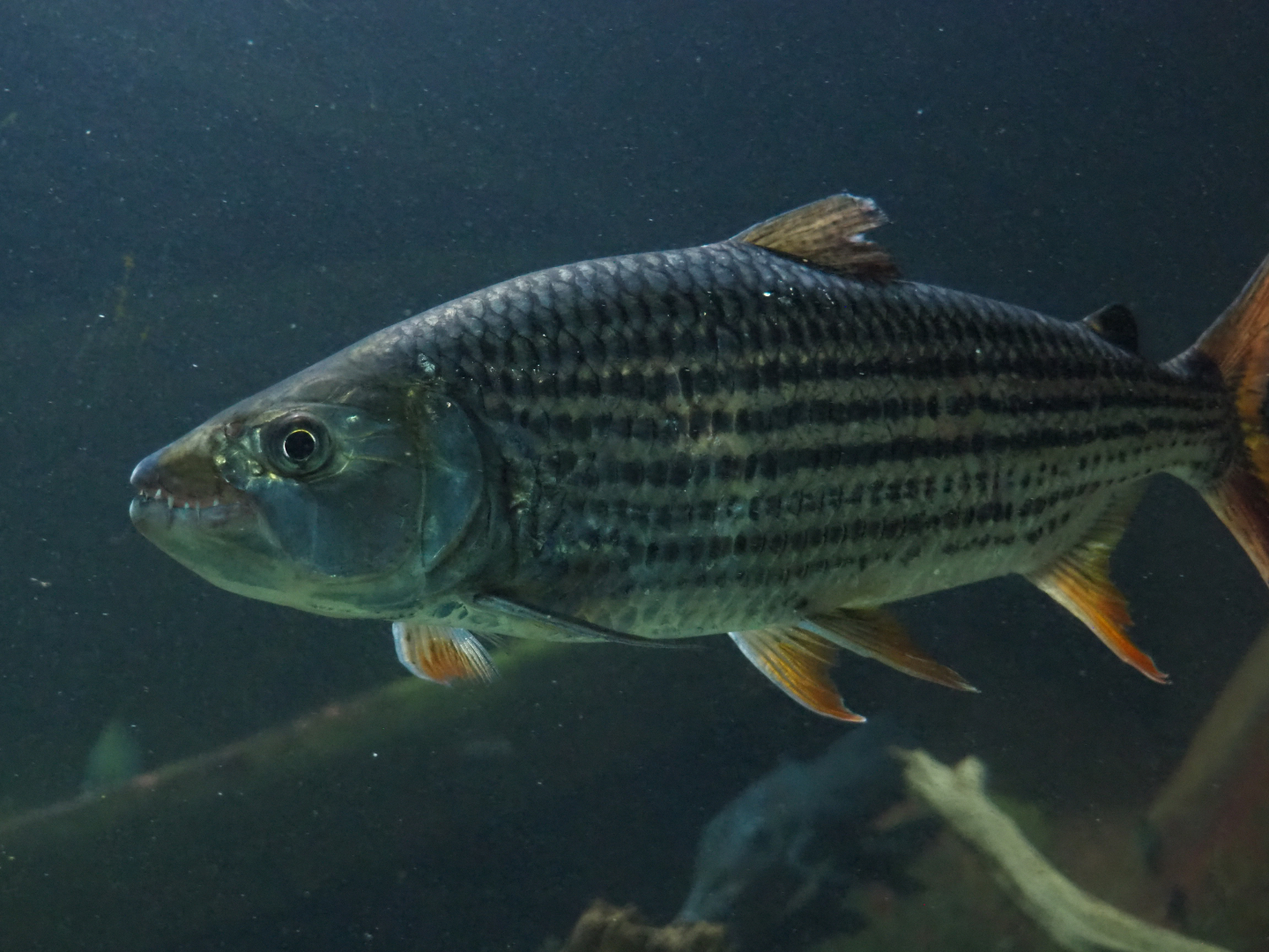 Common African tigerfish (Hydrocynus vittatus), 2020-06-28
