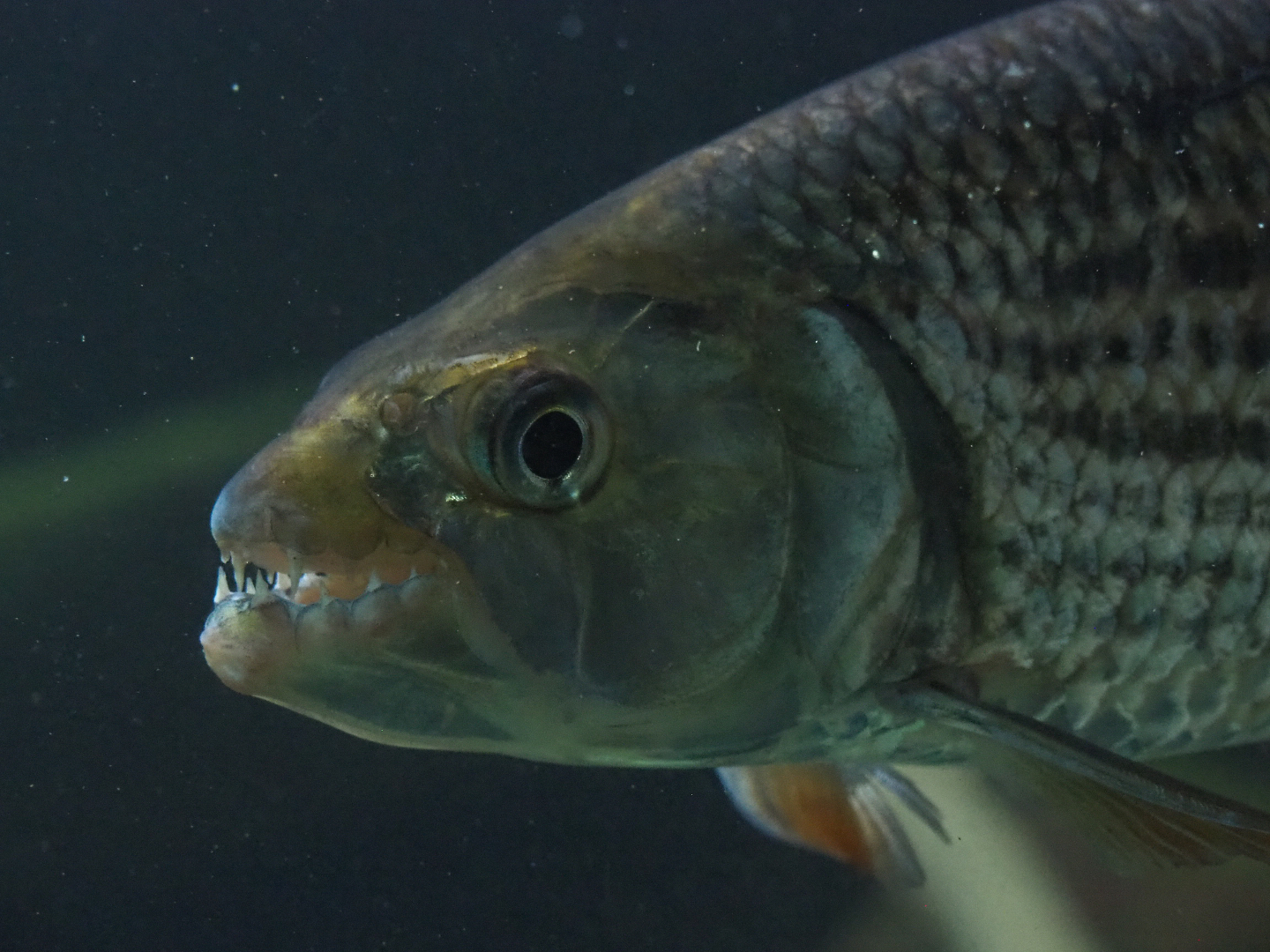 Common African tigerfish (Hydrocynus vittatus), 2020-06-28