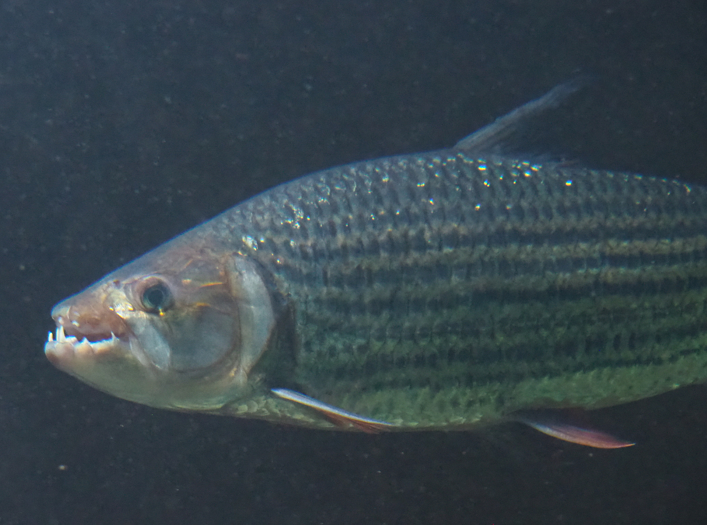 Common African tigerfish (Hydrocynus vittatus), 2020-09-20