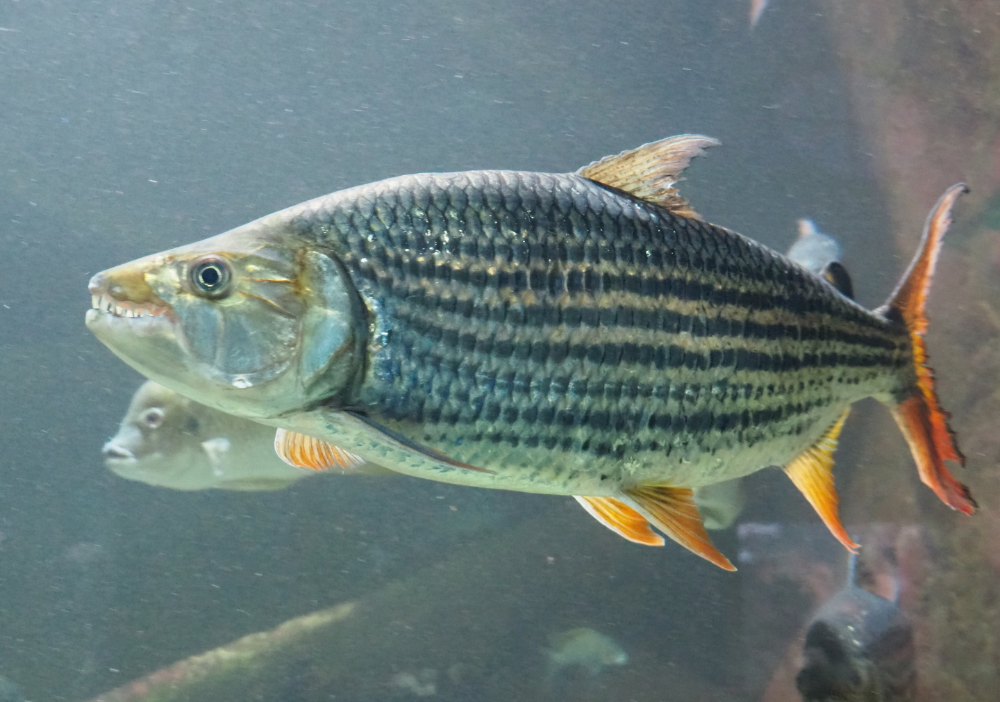 Common African tigerfish (Hydrocynus vittatus), 2021-06-12