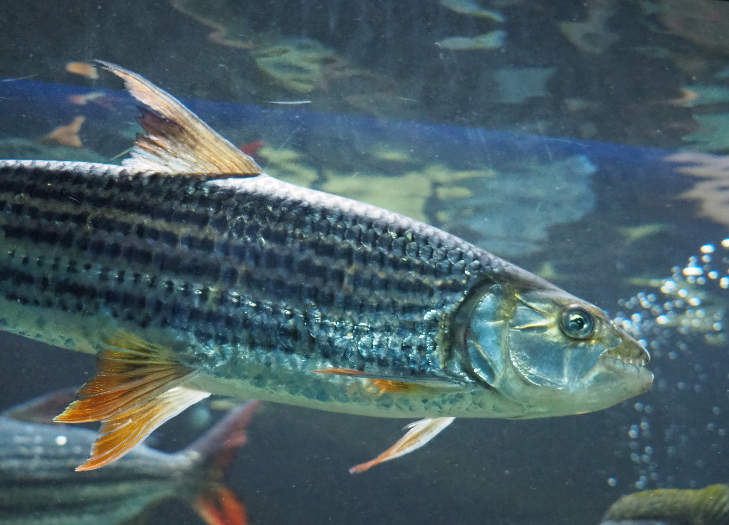 Common African tigerfish (Hydrocynus vittatus), 2021-07-17