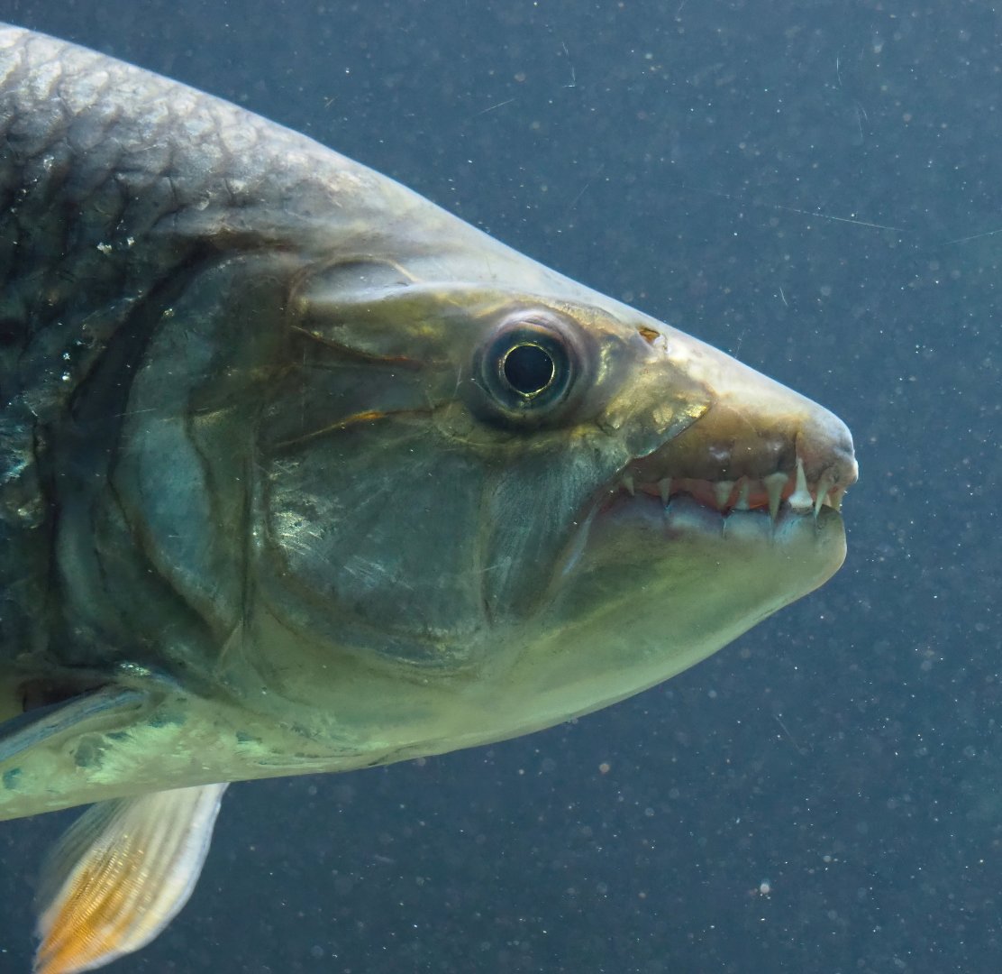 Common African tigerfish (Hydrocynus vittatus), 2024-02-17