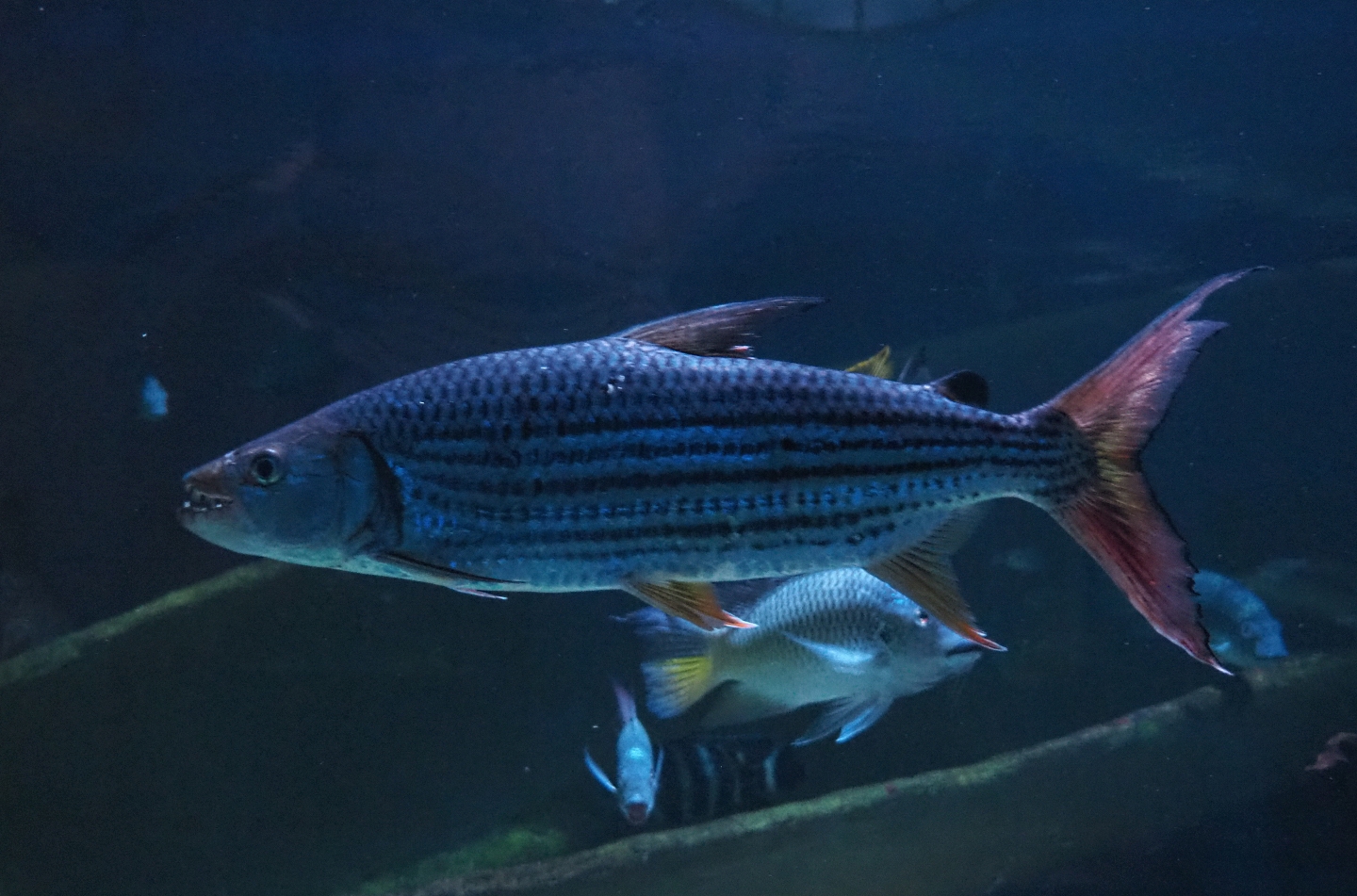 Common African tigerfish (Hydrocynus vittatus), Feb 27th, 2019