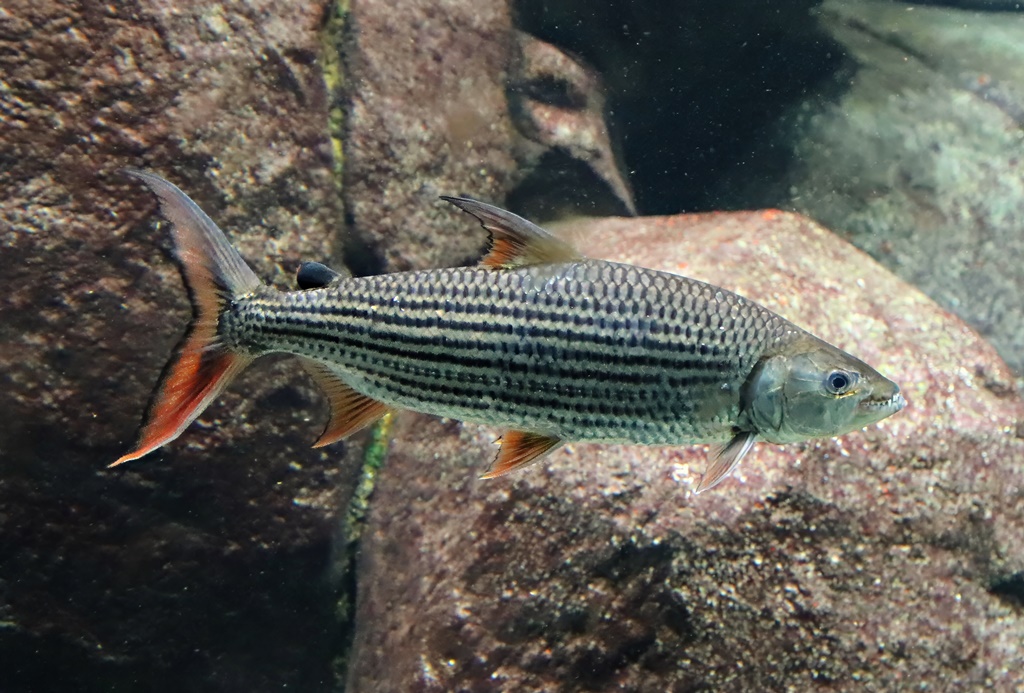 Common African tigerfish (Hydrocynus vittatus)