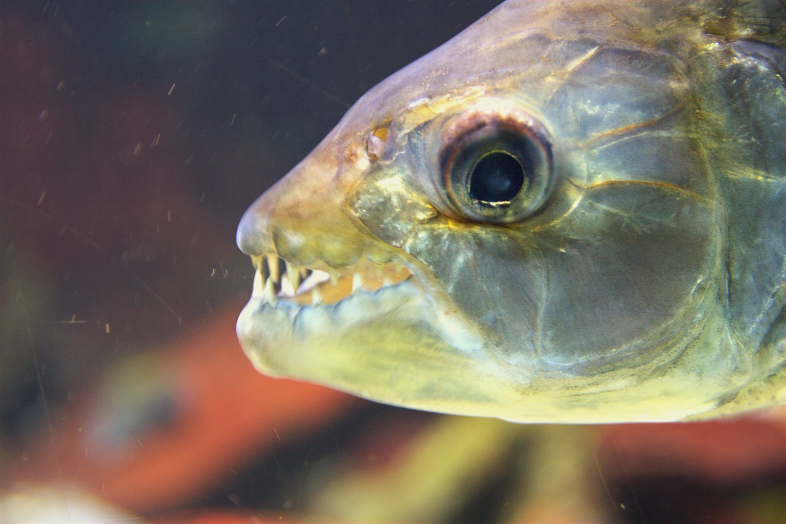 Common African Tigerfish (Hydrocynus vittatus)
