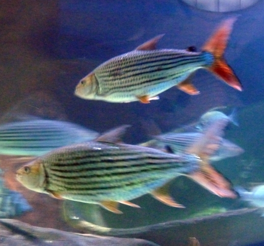 Common African tigerfishes (Hydrocynus vittatus)