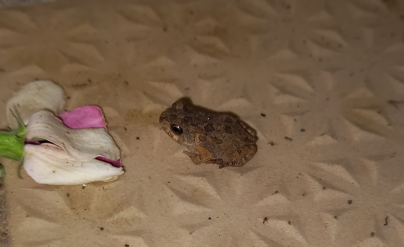 Common african toad - Bufo regularis - juvenile