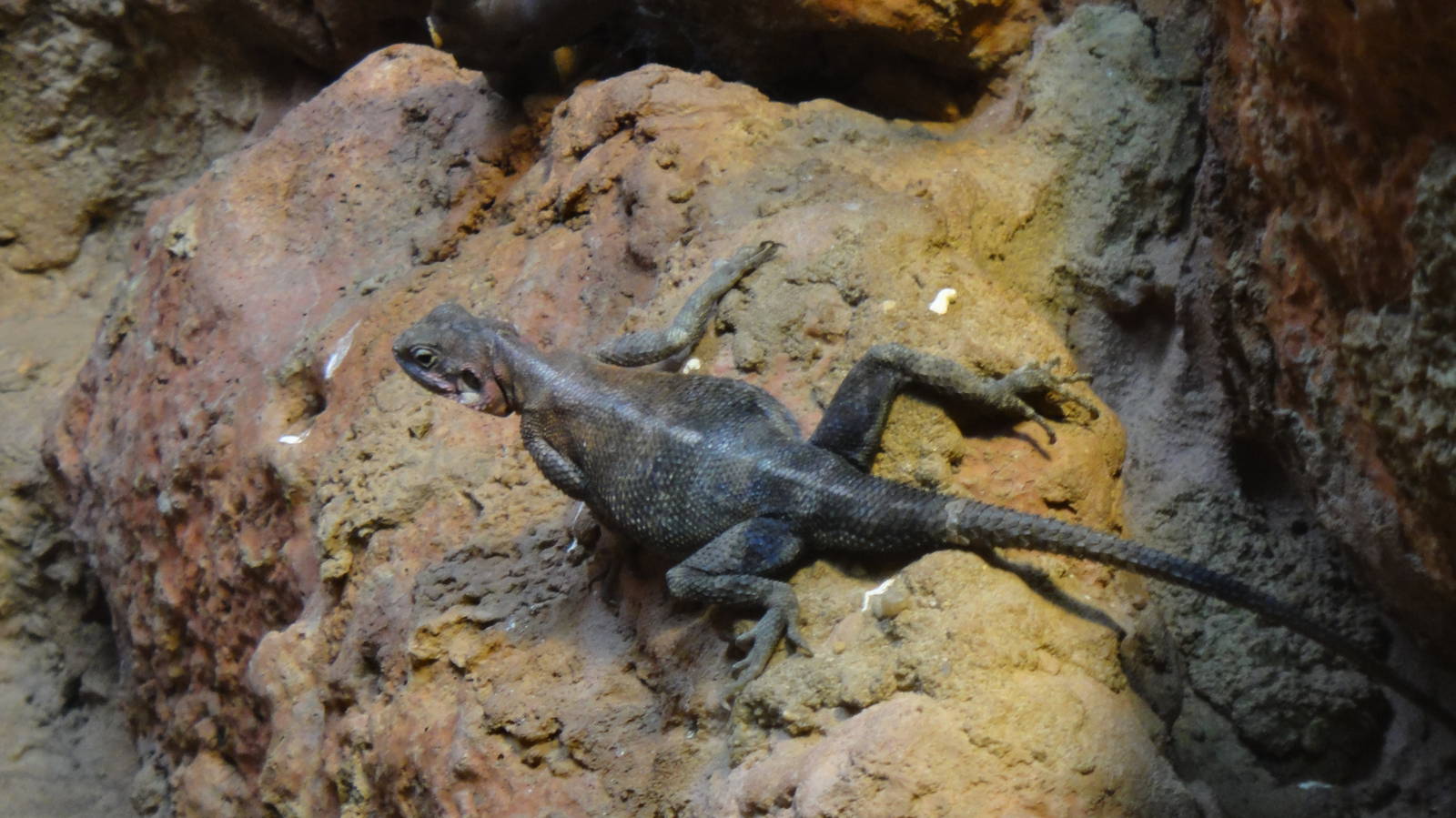 Common agama at Bronx zoo 2014-12-29