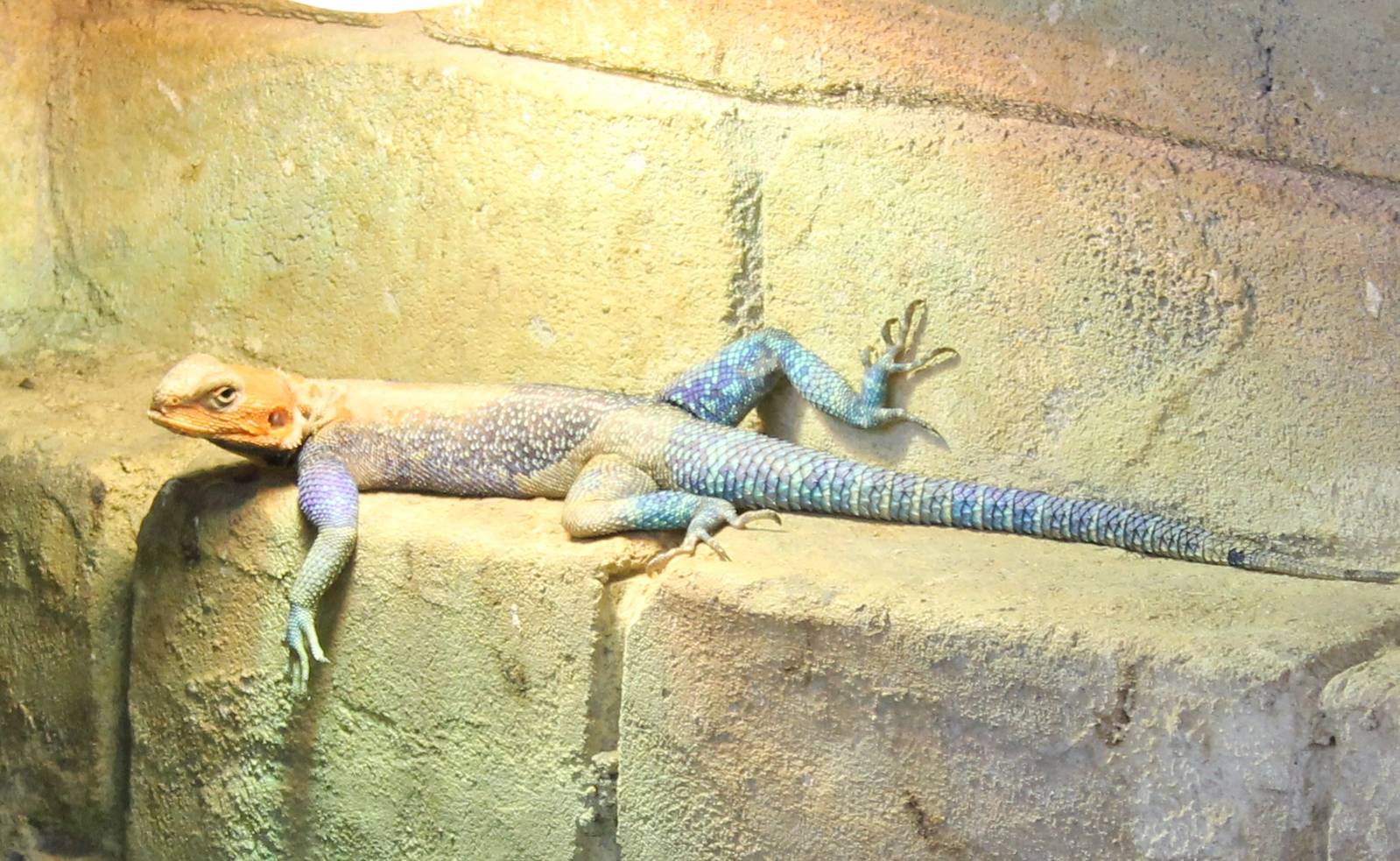 Common agama