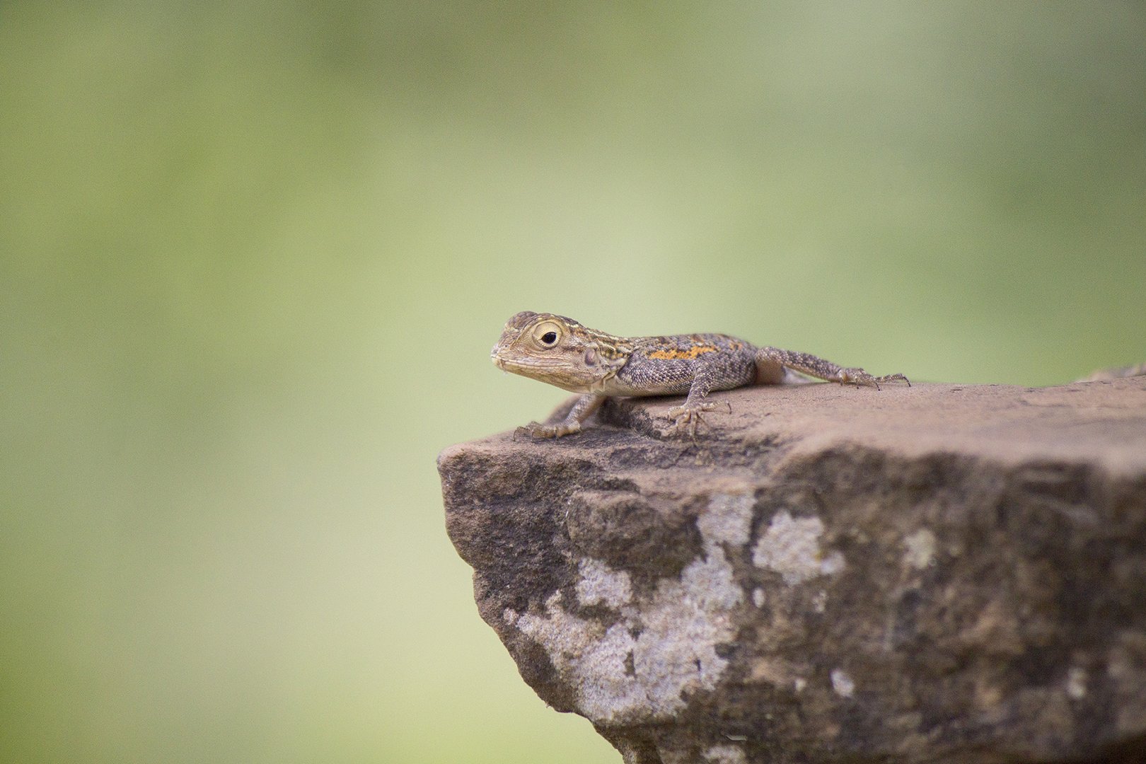 Common agama