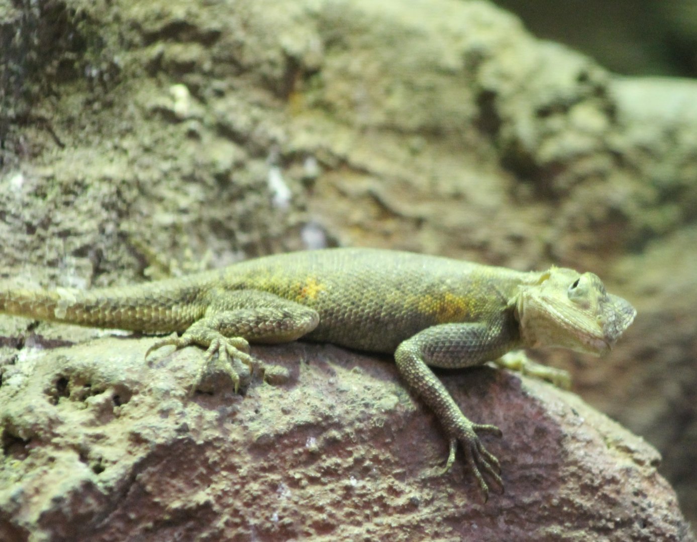 Common agama