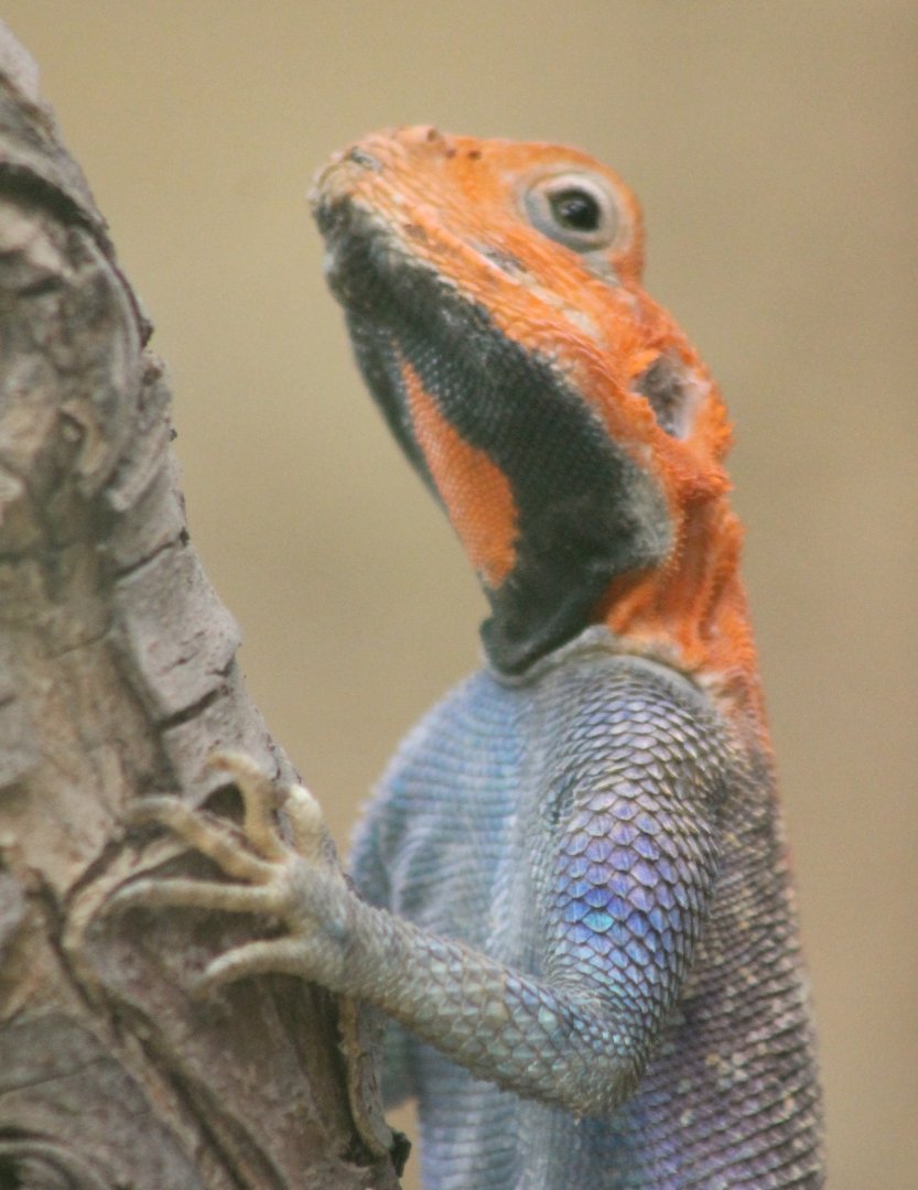 Common agama