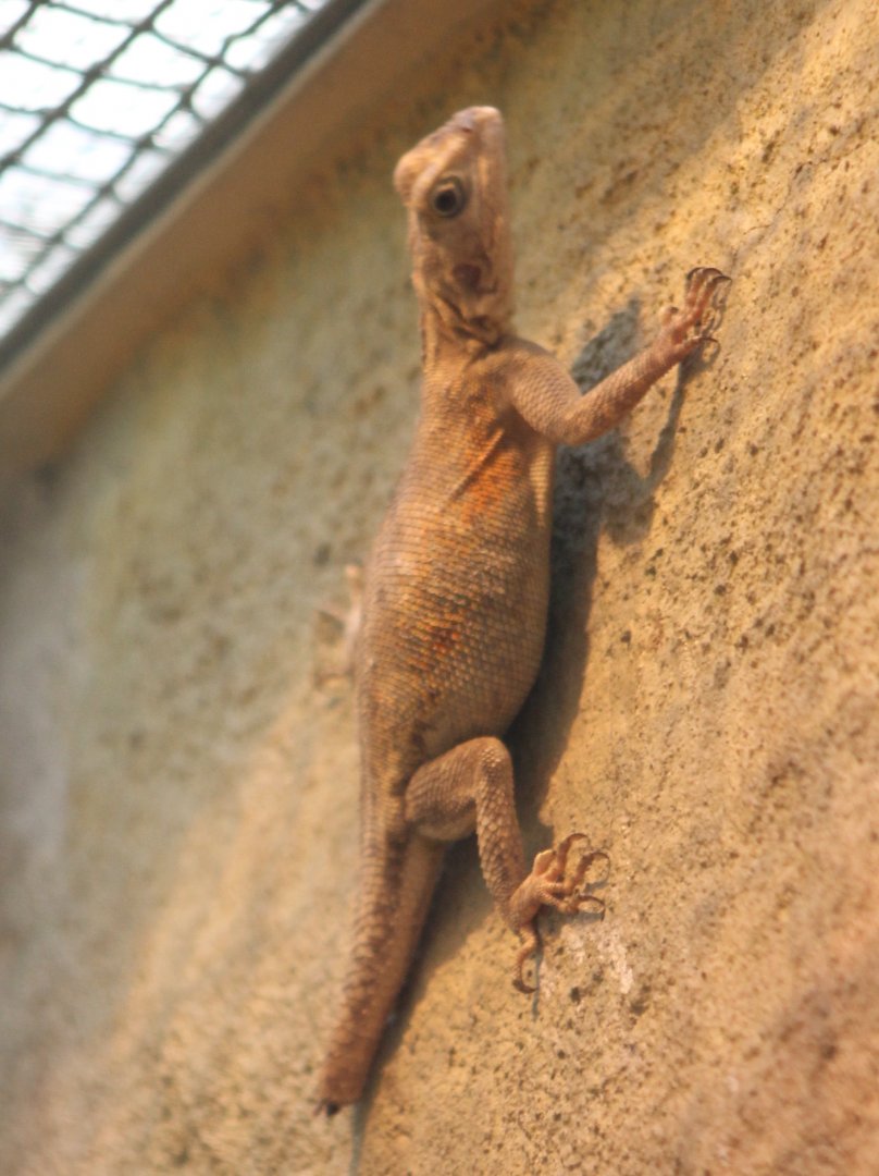 Common agama