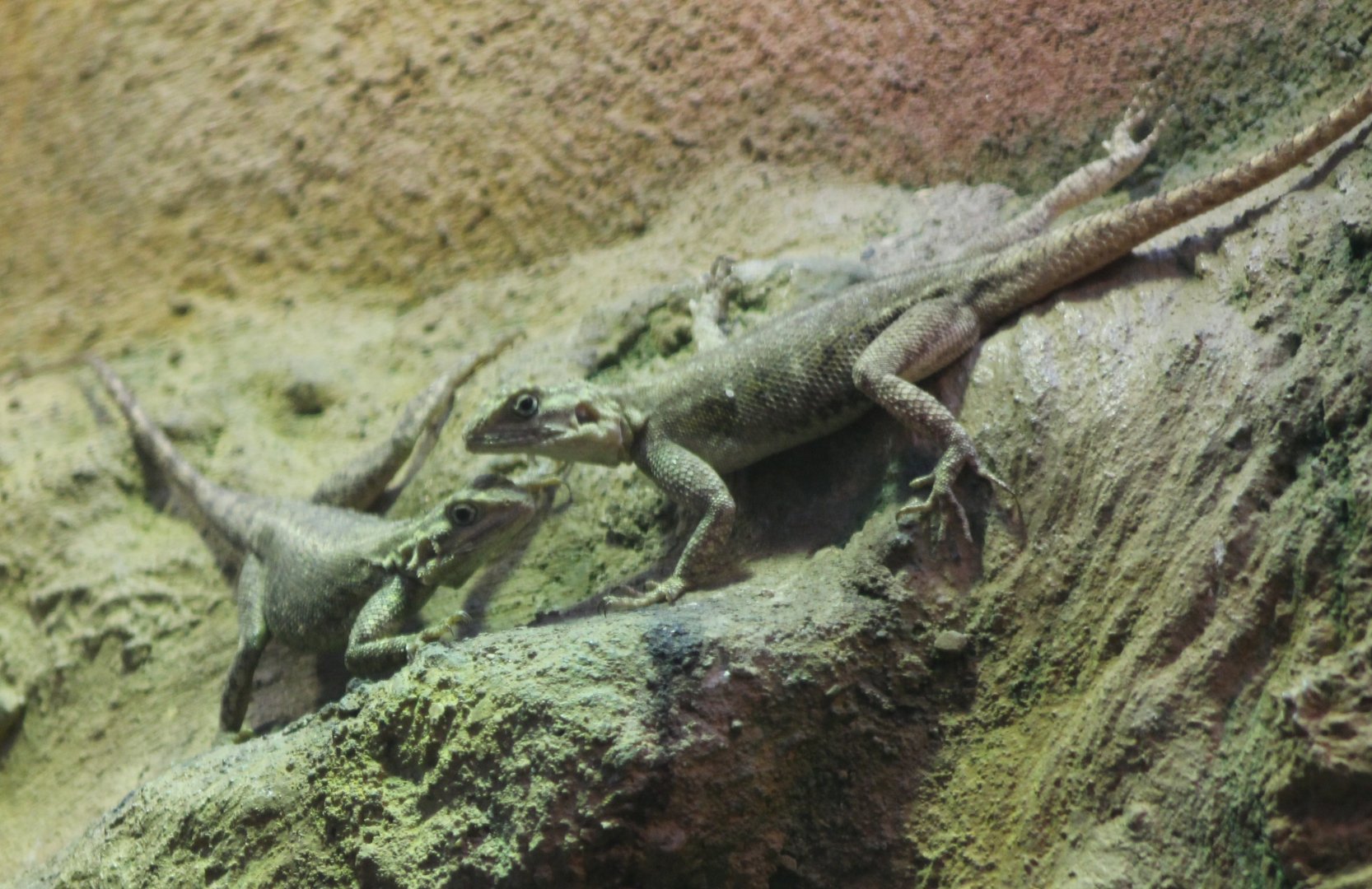 Common agamas