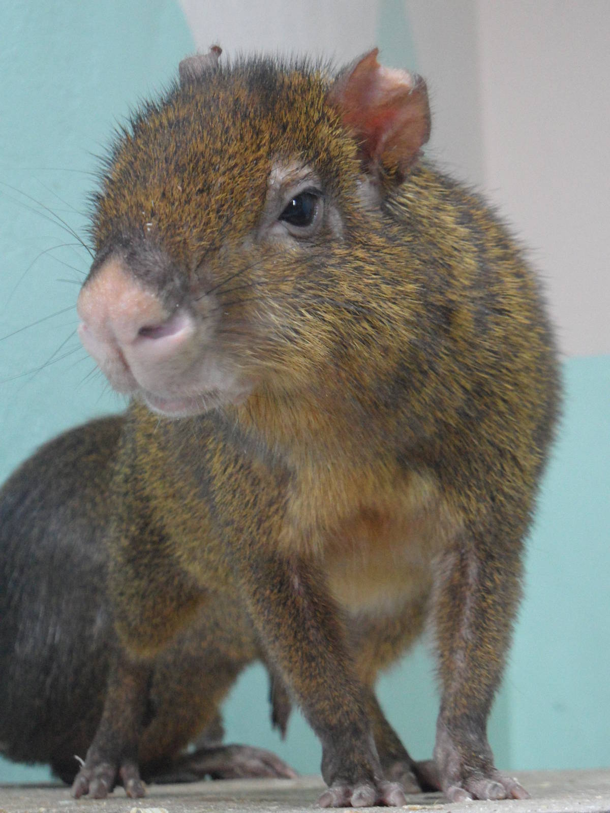 Common agouti