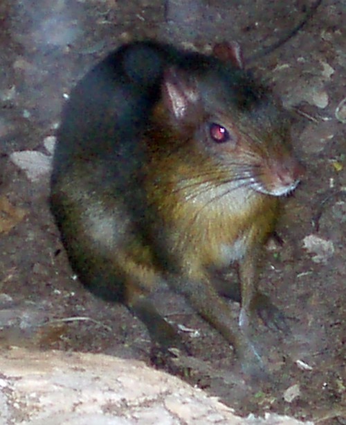 Common Aguti (Dasyprocta aguti)