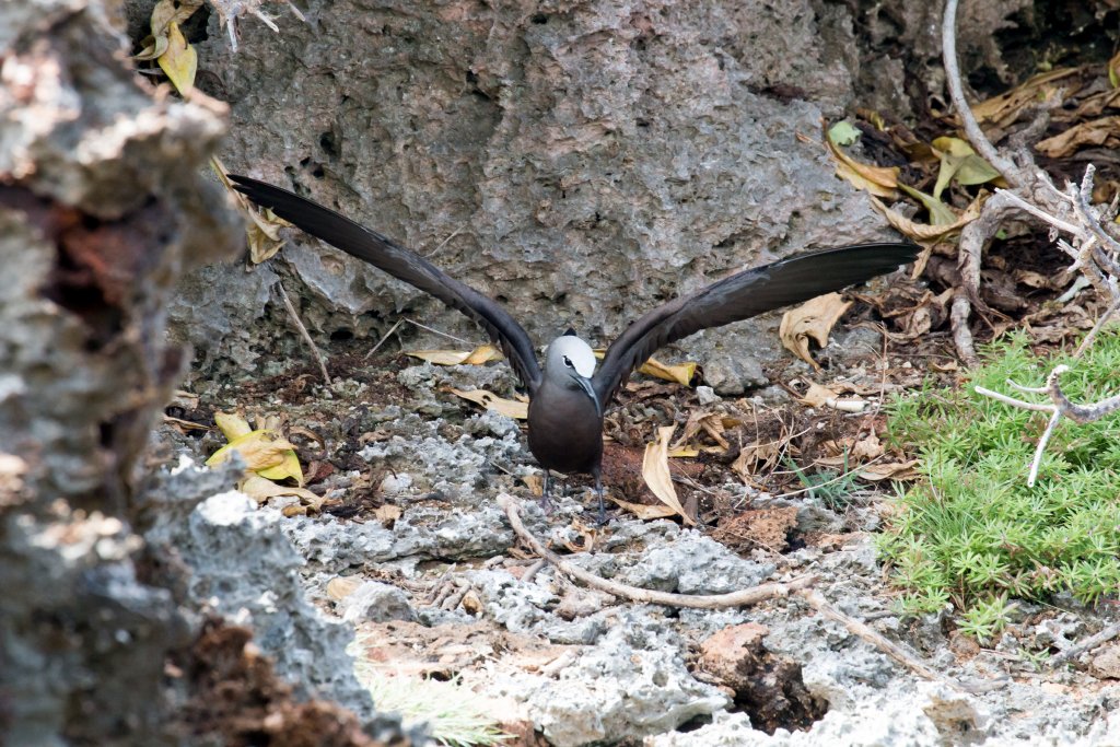 Common (aka Brown) Noddy