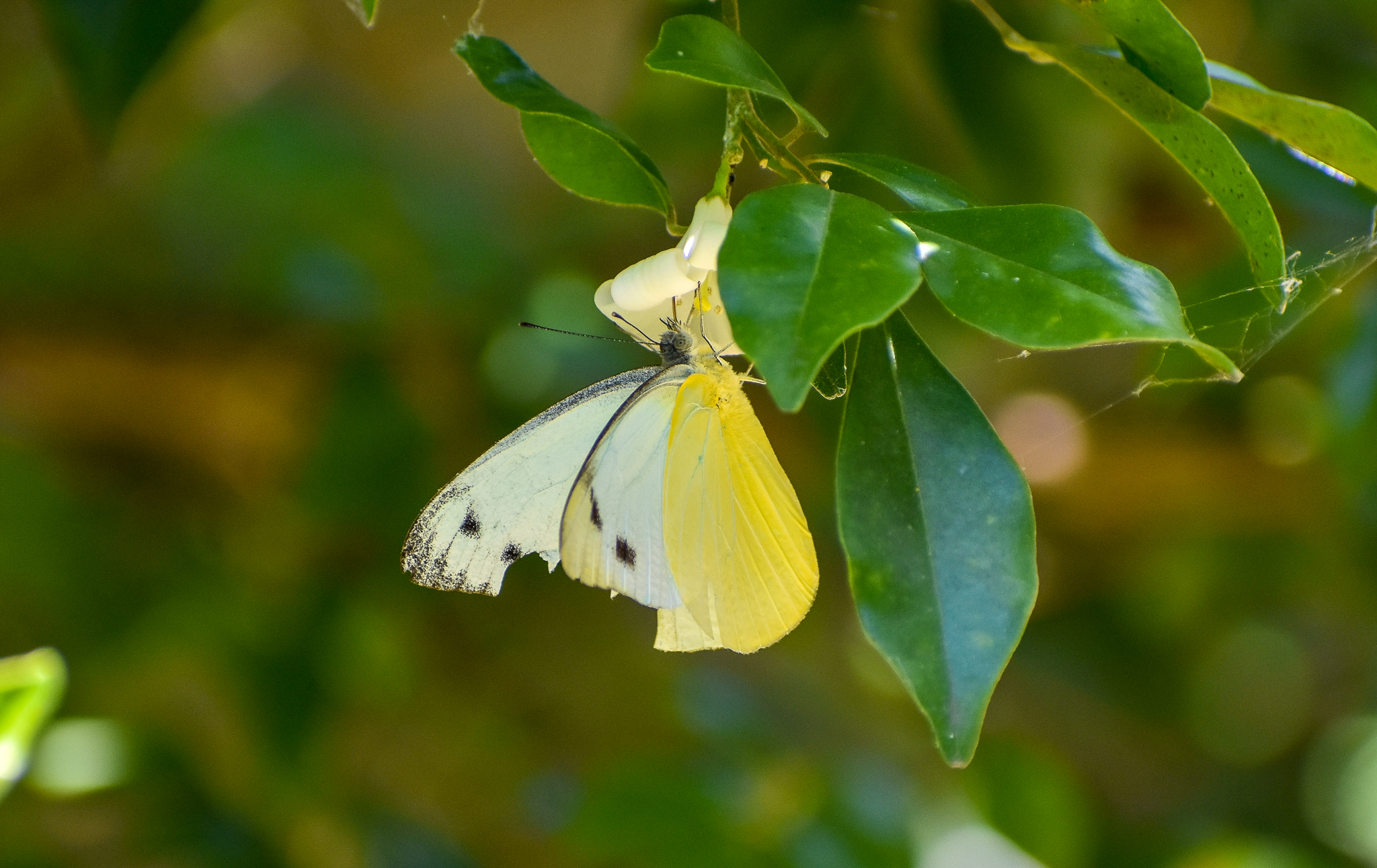 Common Albatross, Appias paulina