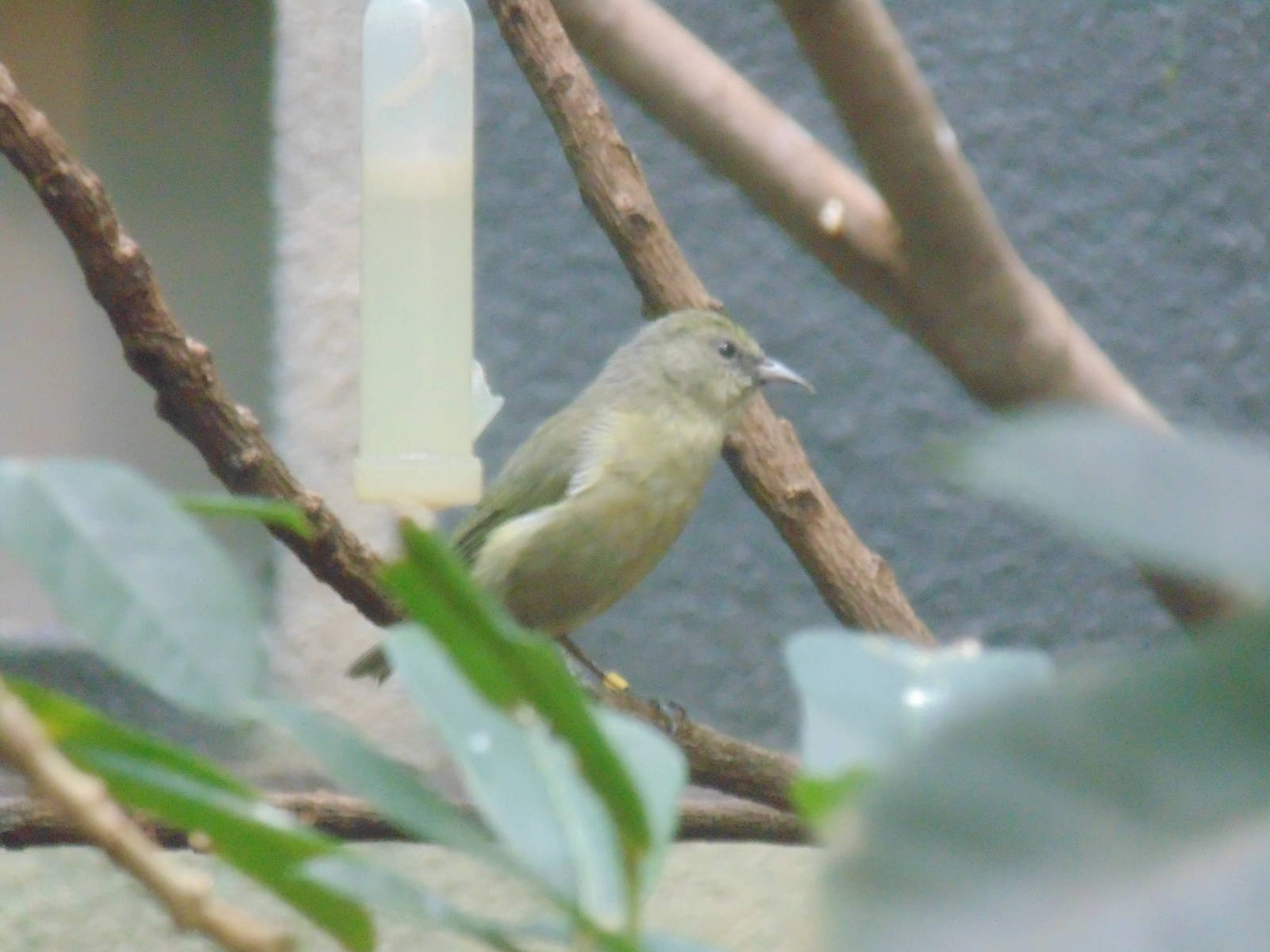 Common Amakihi Hemignathus virens