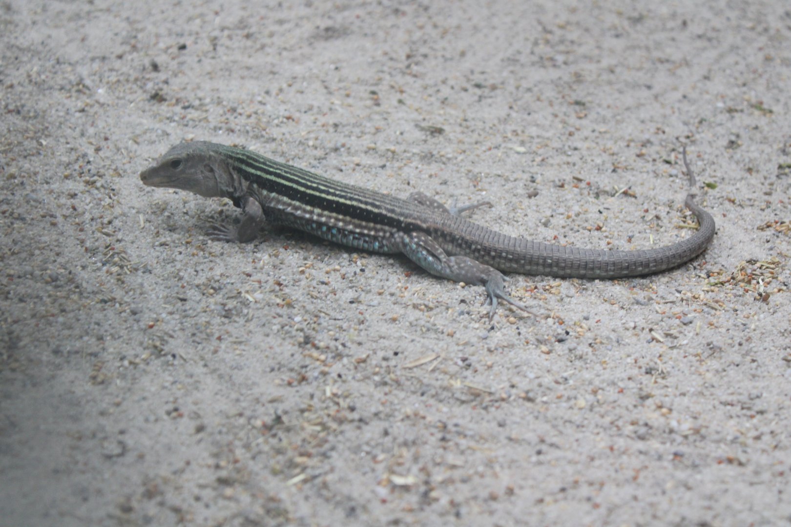Common Ameiva