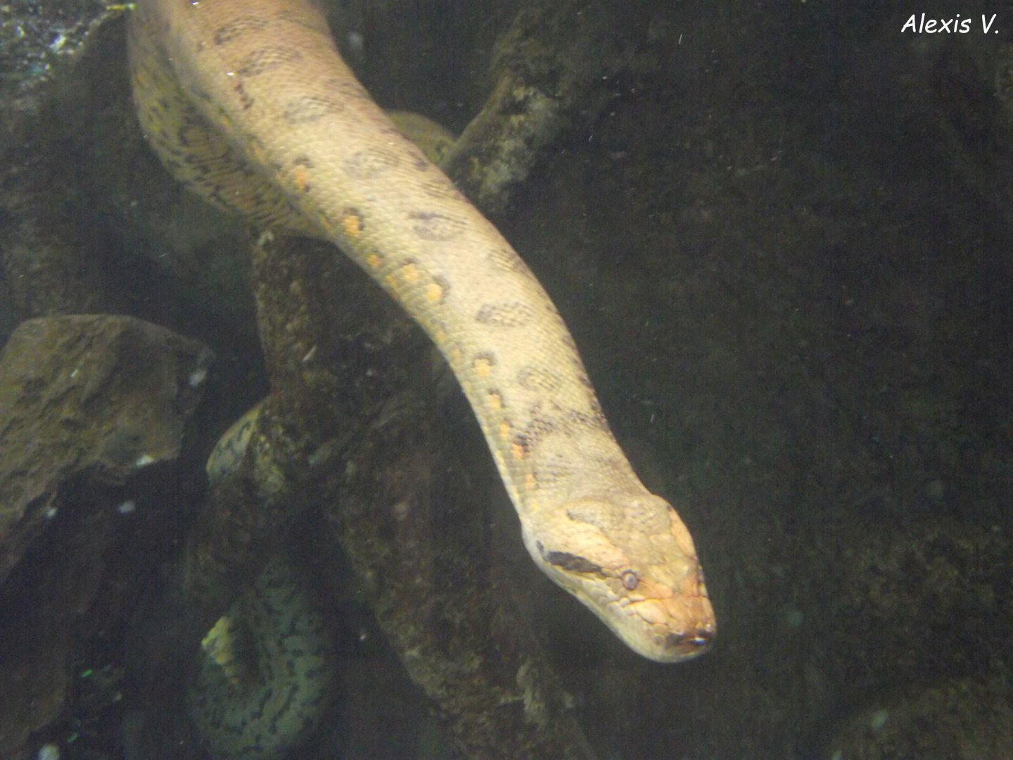 Common Anaconda - Zooparc de Beauval - 06/2020