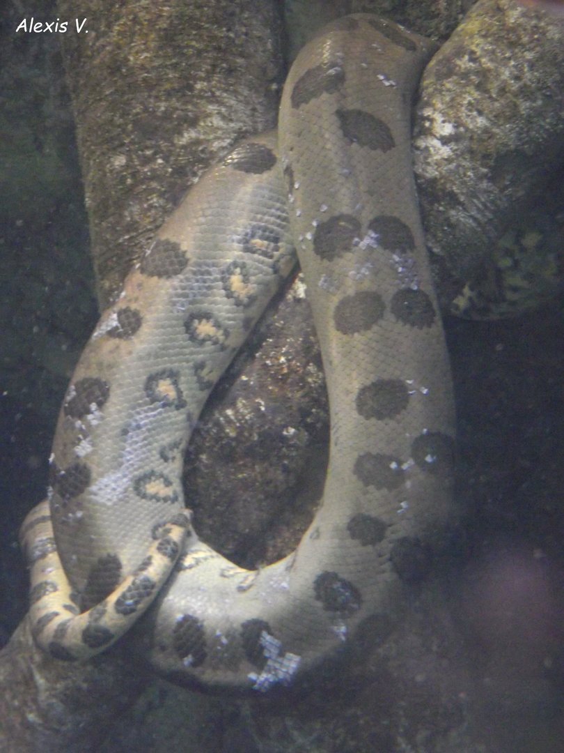 Common Anaconda - Zooparc de Beauval - 10/2020