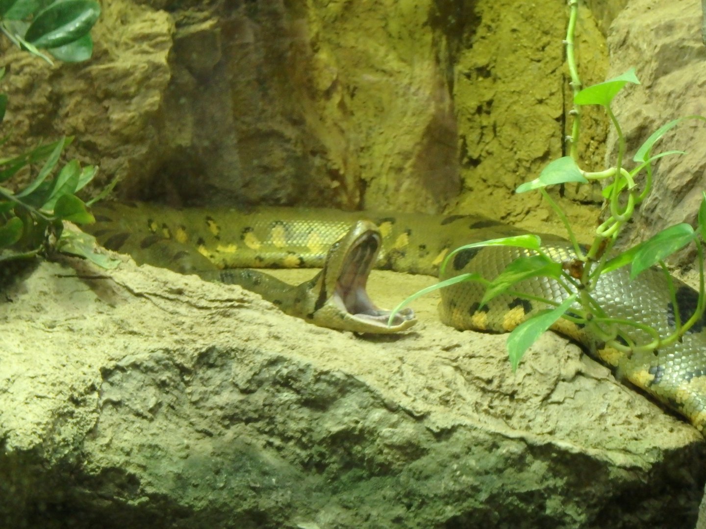 Common anaconda