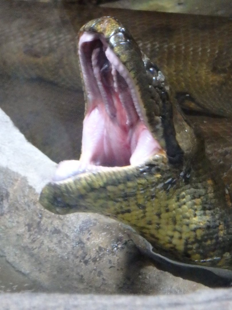 Common anaconda
