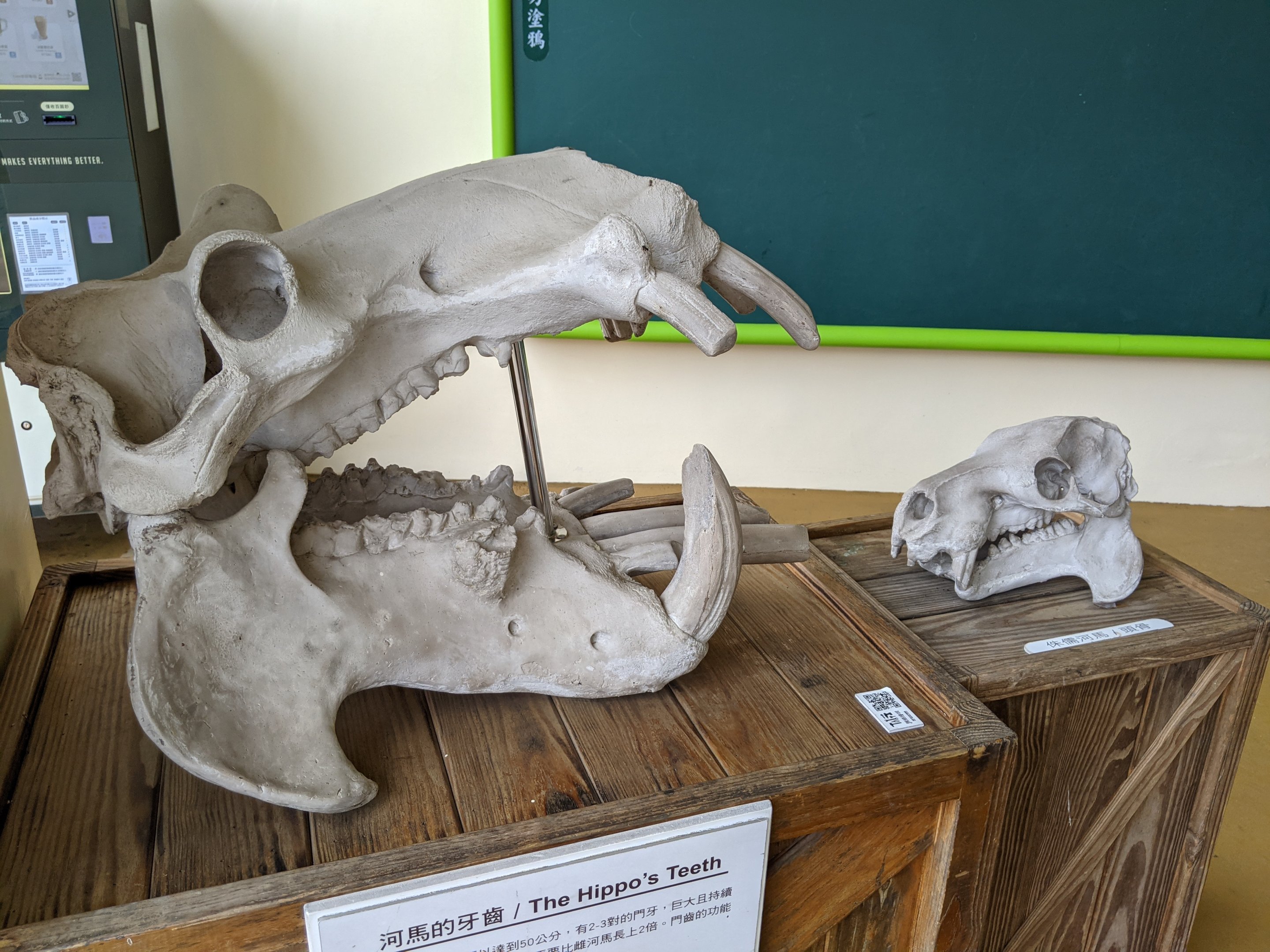 Common and Pigmy Hippo skulls