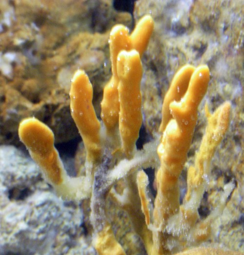 Common Antlers Sponge (Axinella polypoides)