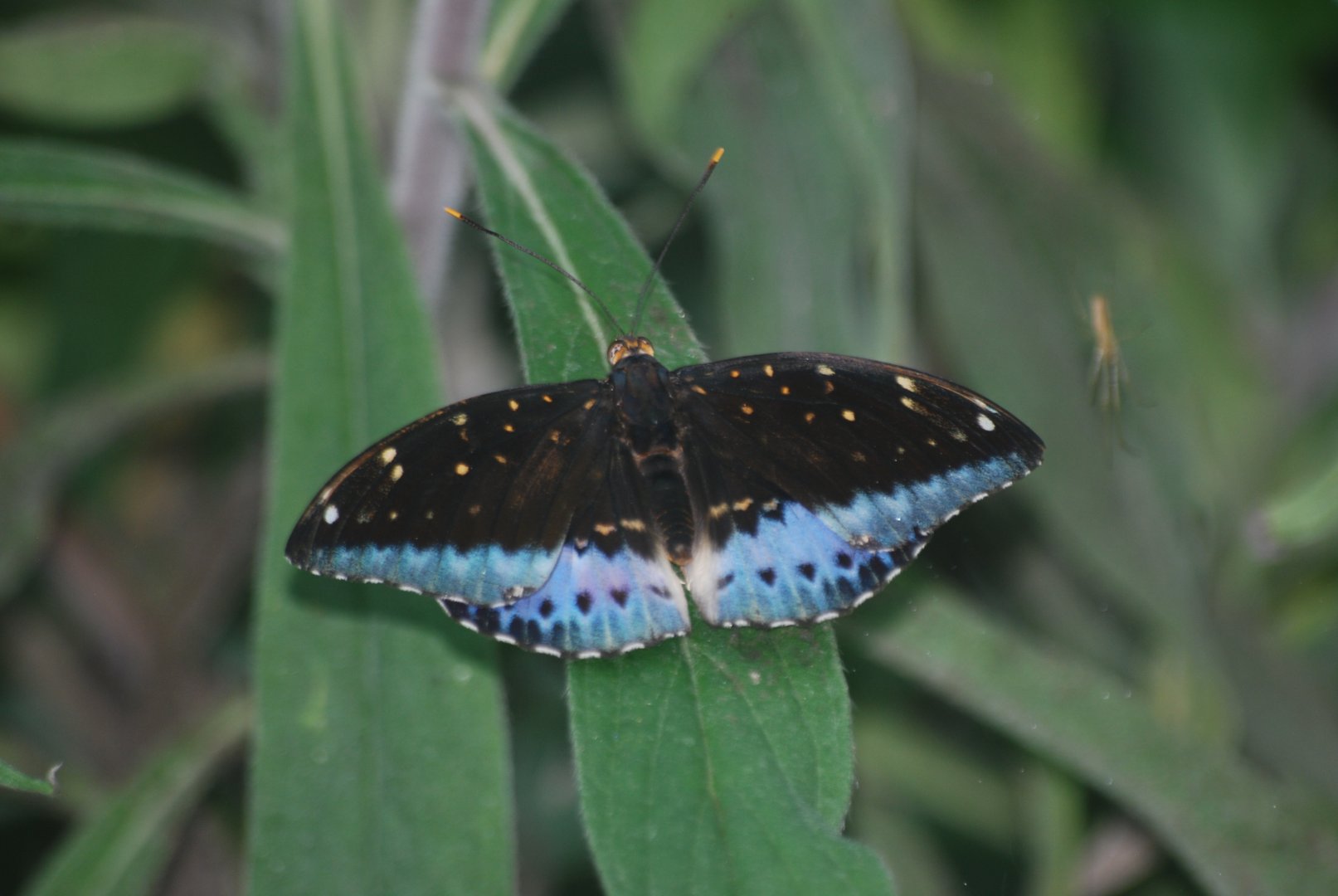 Common archduke at The Bug Parc, 8/10/2025